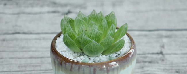 玉露砍头教程
