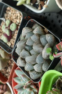 玉露多肉养护技巧 玉露通透感培育方法