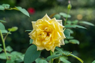 月季花春季开花规律 月季花四季养护技巧
