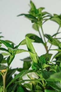 栀子花叶尖发黑干枯 栀子花养护问题解析