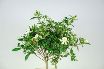 栀子花不开花怎么办 栀子花养护难题全解析