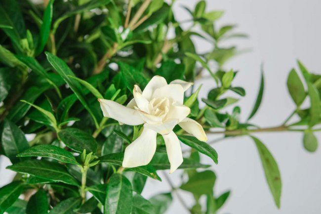 栀子花不开花只长叶子的原因