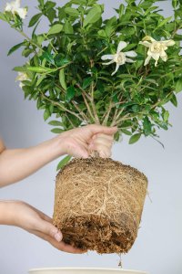 栀子花修剪技巧 开花爆盆养护全攻略