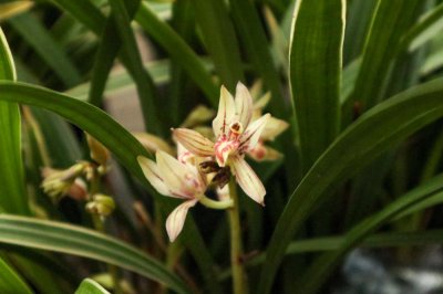 绿色兰花品种鉴别 兰花养护全流程解析