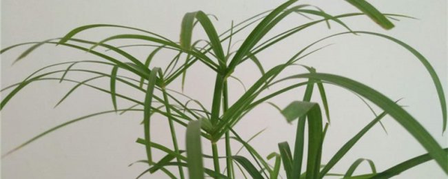 水竹冬天怎么养
