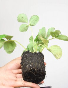 三角梅冬季落叶怎么办 三角梅冻伤处理技巧