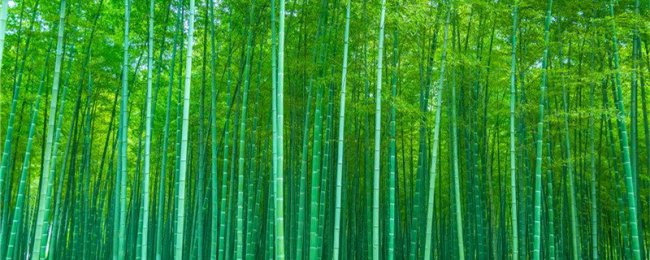 家中竹子开花破解