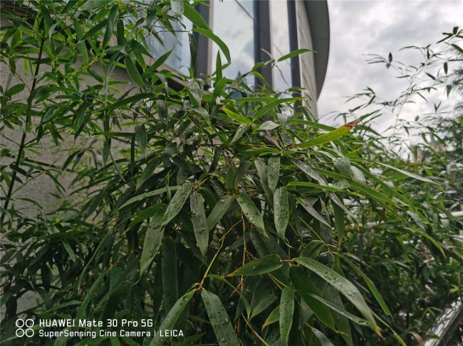 家中竹子开花破解