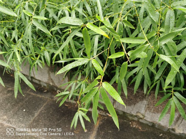 家中竹子开花破解