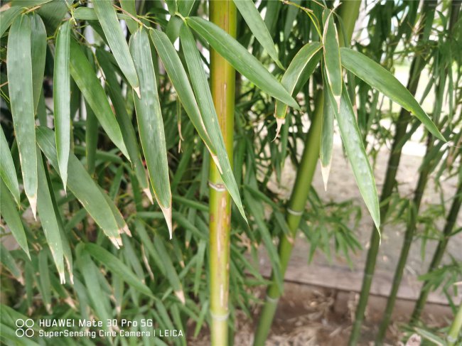 家中竹子开花破解