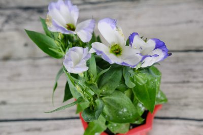 洋桔梗鲜切花 养护周期与延长花期技巧