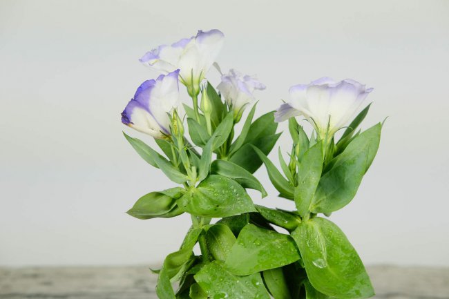 洋桔梗鲜切花能养多久