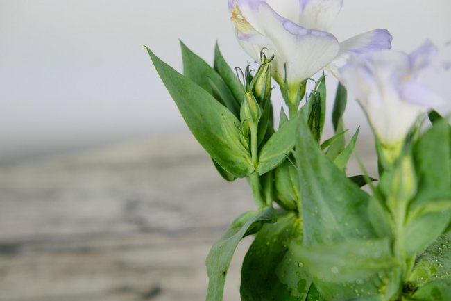 洋桔梗鲜切花能养多久