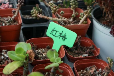 红梅盆栽养殖技巧 红梅养护全攻略