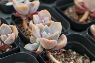吉娃娃多肉怎么养护 吉娃娃变多头技巧