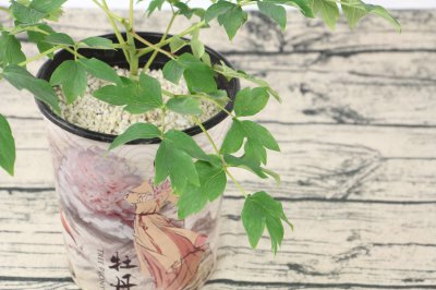 牡丹花语 牡丹花象征寓意及赠送场景解析