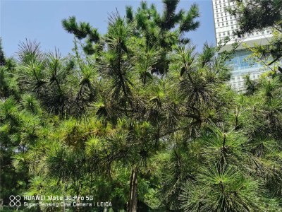 松果象征什么？松果 植物寓意全解析