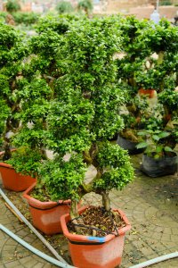 北方室内养什么盆景好 耐寒绿植盆栽推荐