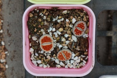 生石花蜕皮判断 生石花养护识别技巧
