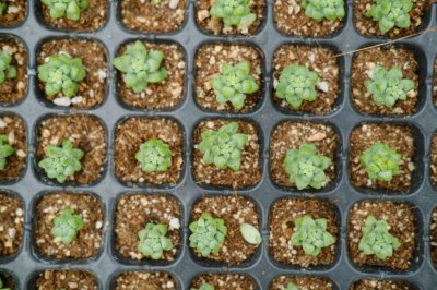 多肉植物露养禁忌 5种室内养护多肉解析