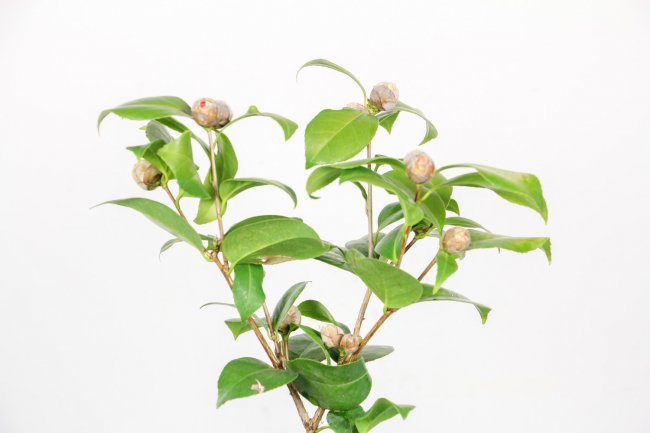 山茶花的养殖方法