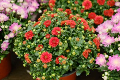 盆栽菊花夏季养护指南 菊花度夏管理技巧