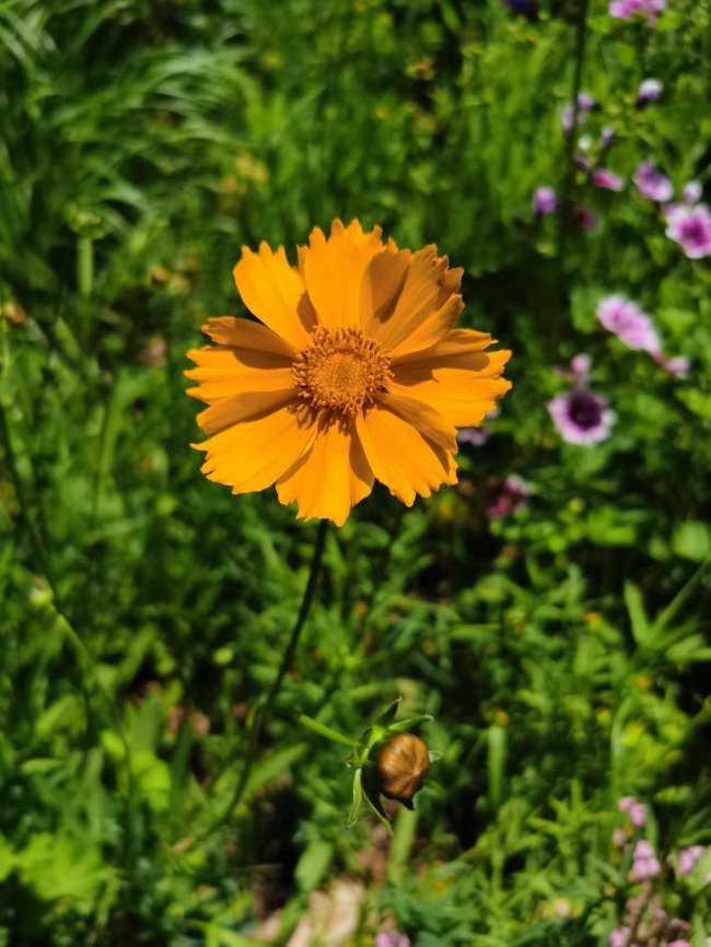 盆栽菊花夏天怎么养