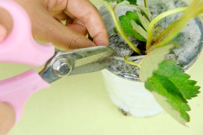 草莓种植方法 草莓家庭栽培技巧指南
