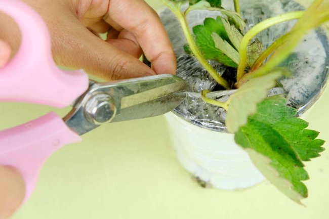 如何种植草莓