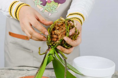蝴蝶兰换盆后何时施肥 蝴蝶兰施肥时机养护技巧