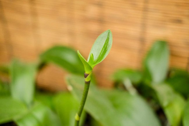 蝴蝶兰换盆后多久施肥