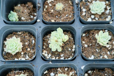 多肉浇水 春季多肉植物养护技巧指南