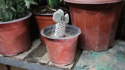 仙人类花夏季养护 仙人掌科植物度夏技巧