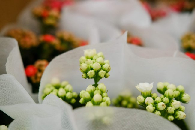 给“长寿花”吃点这