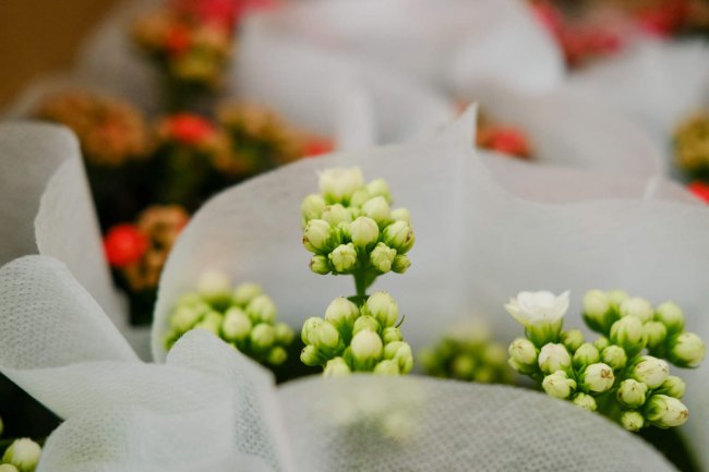 给“长寿花”吃点这