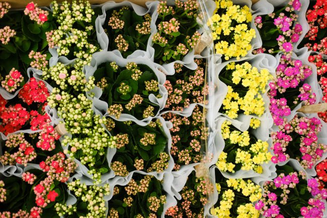 给“长寿花”吃点这