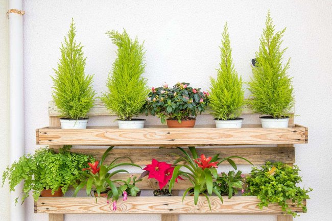 醋是它们“3种”植株的最爱