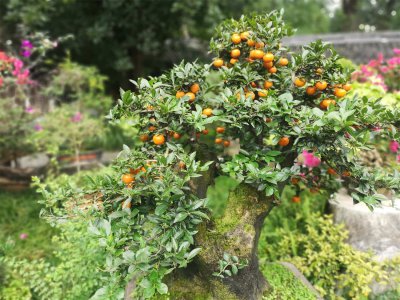 金弹子盆景度夏养护 金弹子夏季管理技巧
