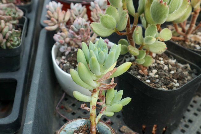 夏天如何养熊童子