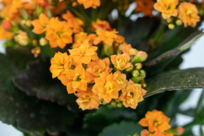 长寿花夏天养护技巧 长寿花夏季管理要点