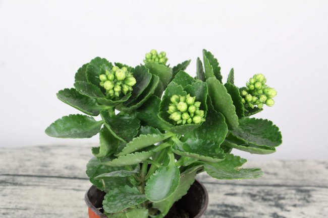 长寿花夏天的养护