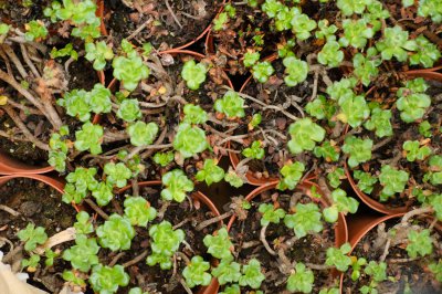 多肉植物如何集五福？新春开运多肉养护指南