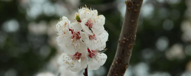 盆栽日本樱花怎么养
