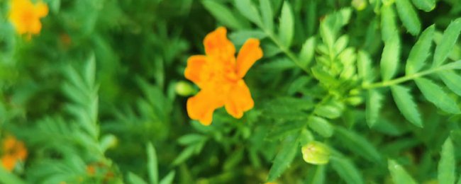 孔雀草花语、别名和养殖方法