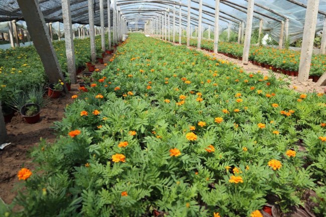 孔雀草花语、别名和养殖方法