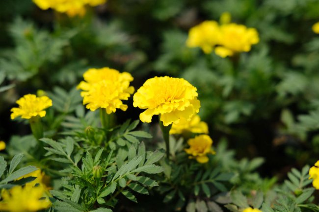 孔雀草花语、别名和养殖方法
