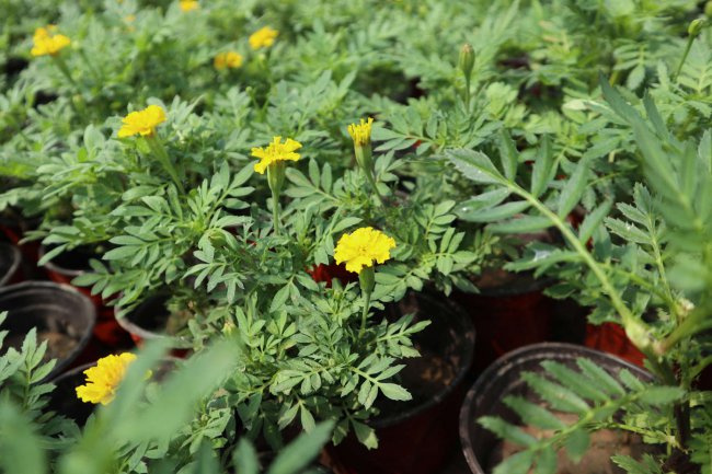 孔雀草种植量