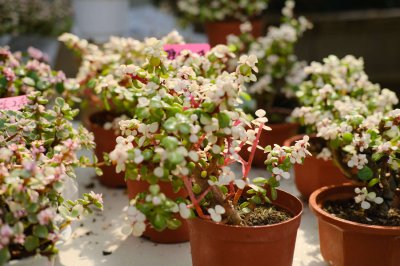 雅乐之舞夏季换土禁忌 雅乐之舞选盆技巧