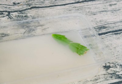 虎皮兰扒土爆芽技巧 蟹爪兰爆芽养护方法