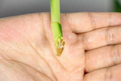 富贵竹开花 开花养护技巧与吉祥寓意